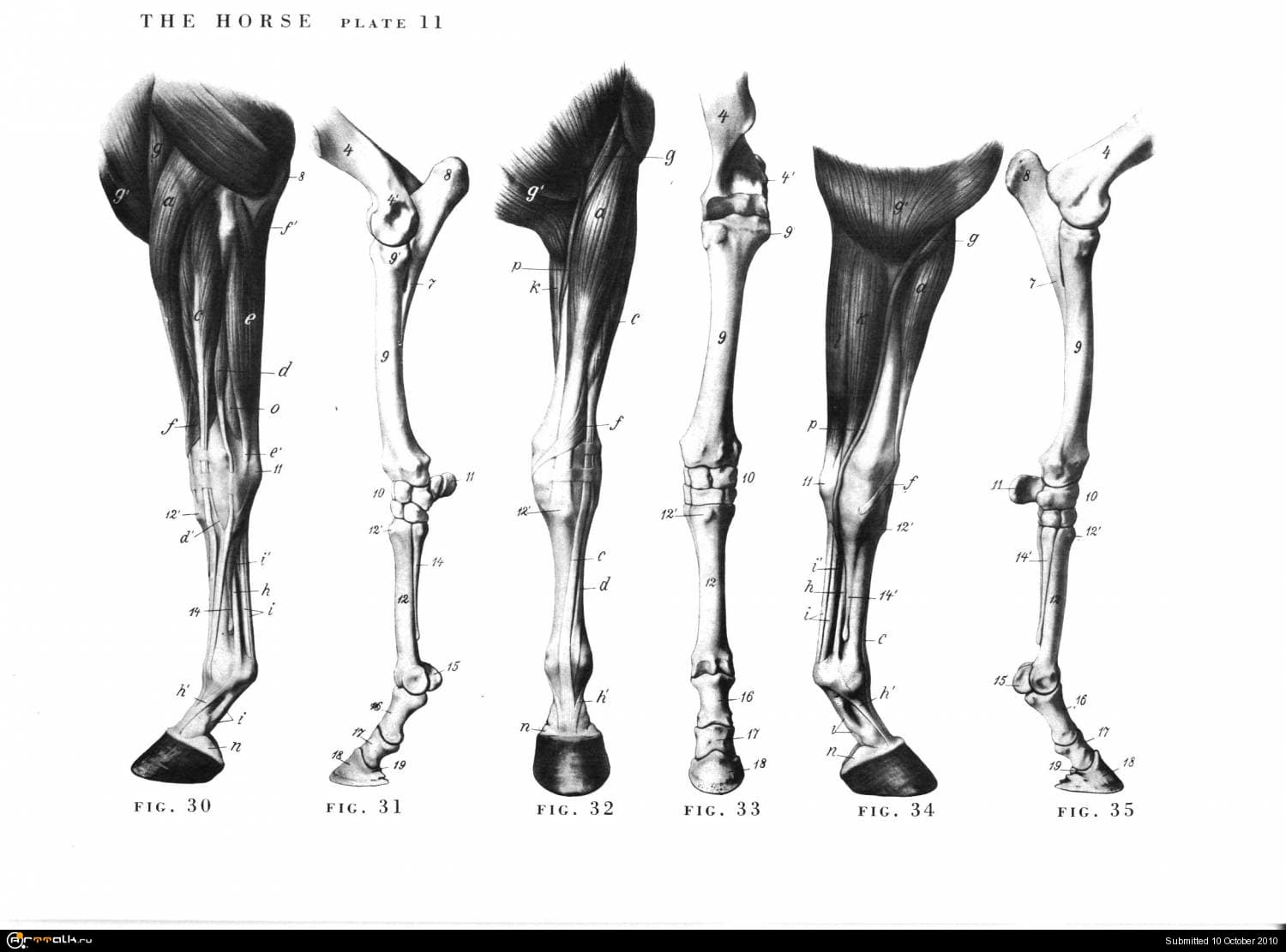 Запястье лошади. Строение конечности лошади скелет. Передние конечности лошади скелет. Анатомия задней конечности лошади. Анатомия ноги лошади кости.