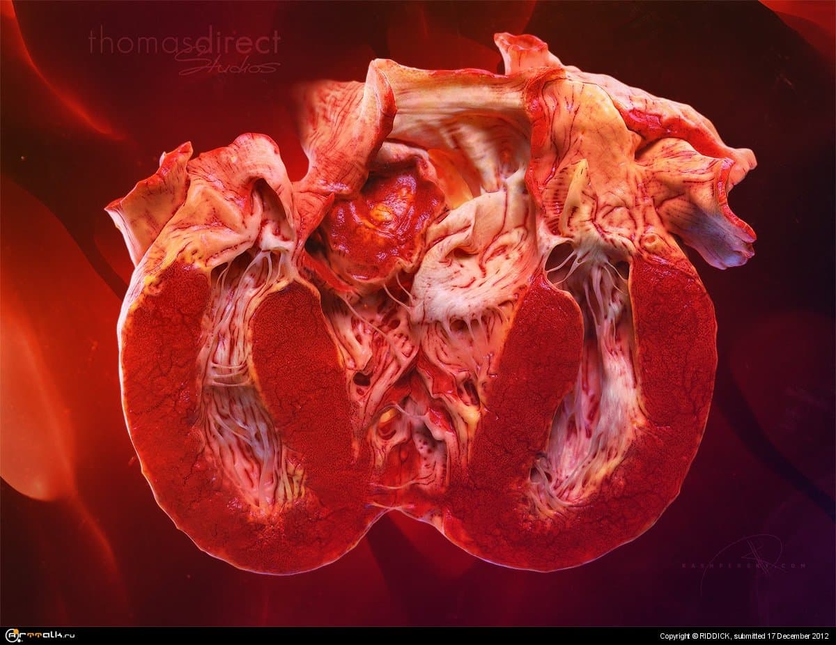 Human Heart 3d Model