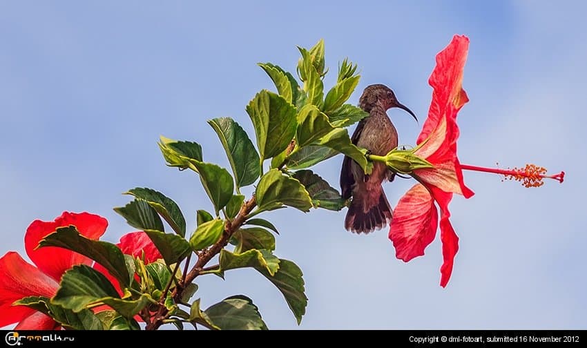 Bird On A Flower