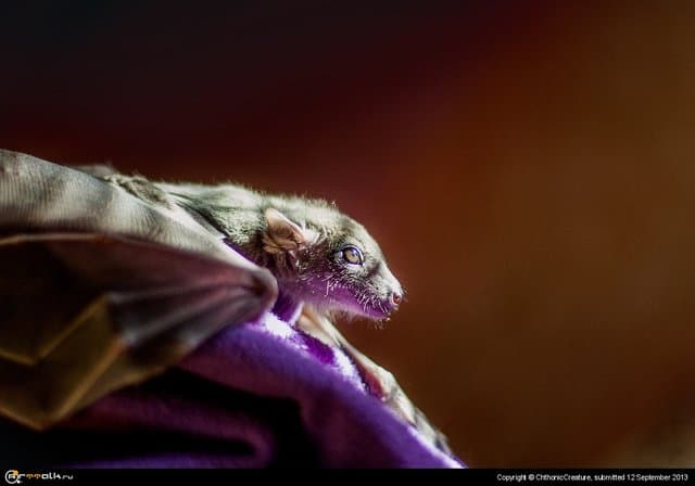 Пушистый дракончик