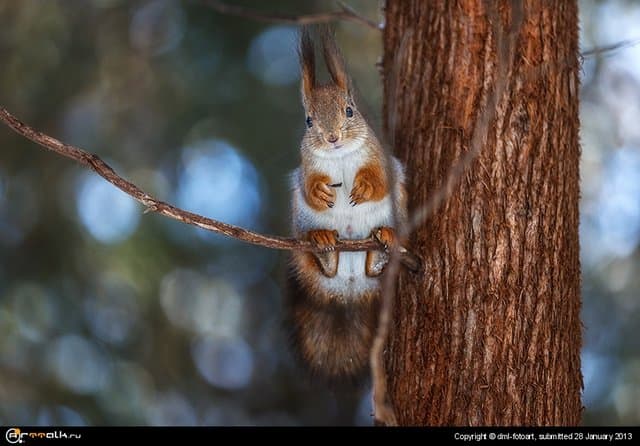 Squirrel On A Branch