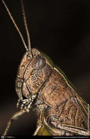 Кузнечик