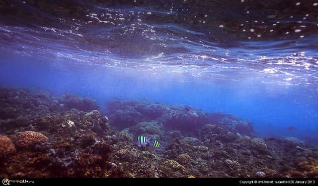At The Bottom Of The Sea
