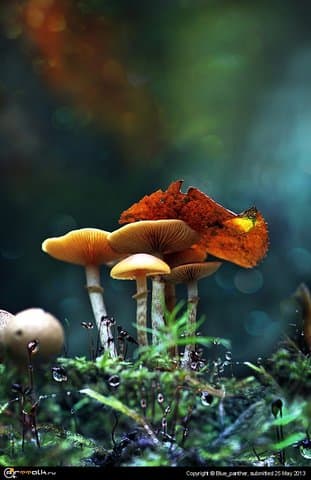 Радужные грибочки )))