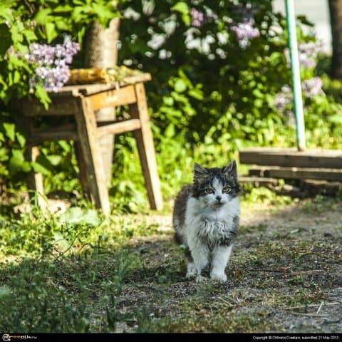 Крымская киса