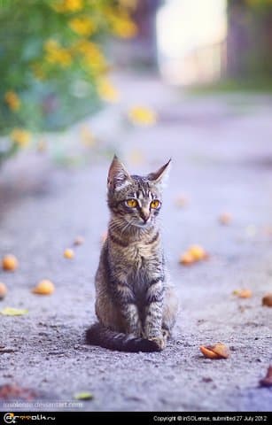 Кот и абрикосы