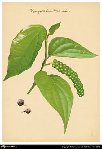 перец кубеба