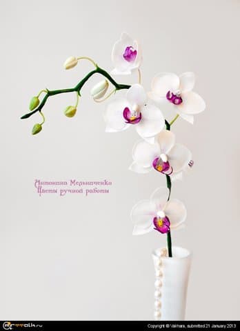 Орхидея фпленопсис