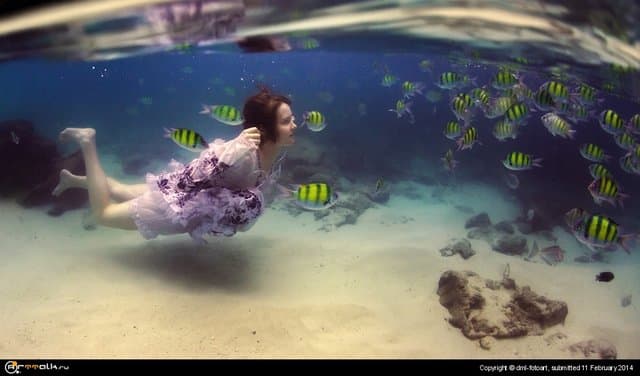 Hello Fish.