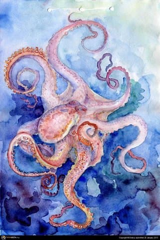 Octopus
