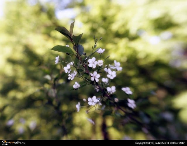 вишня в цвете