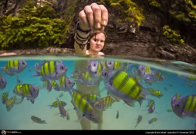 Dinner With Fish.