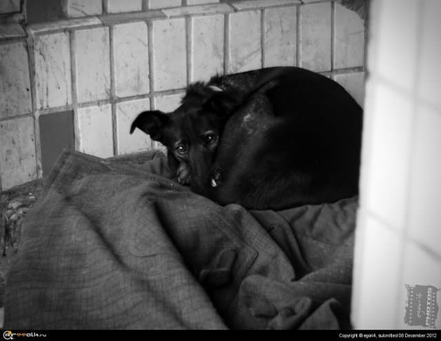 Собачья жизнь