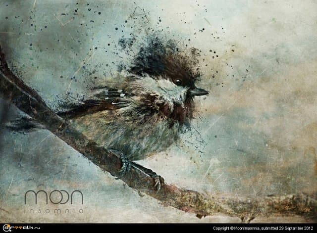 Tomtit Expression