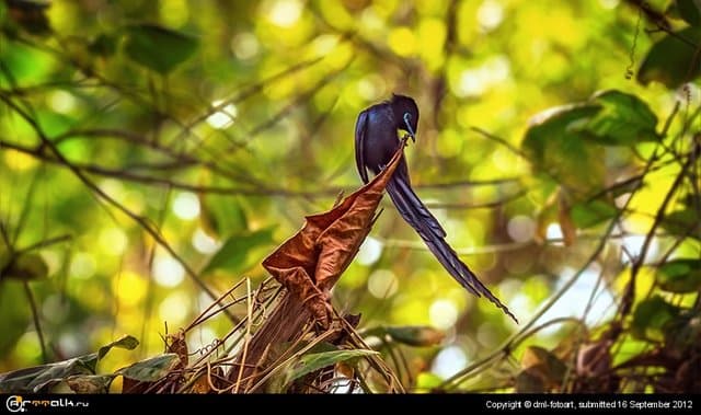 Сейшельская райская мухоловка