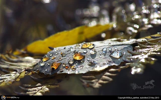 Янтарные слезы осени