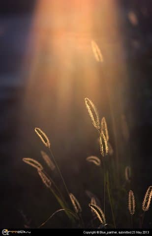 Золотые лучи