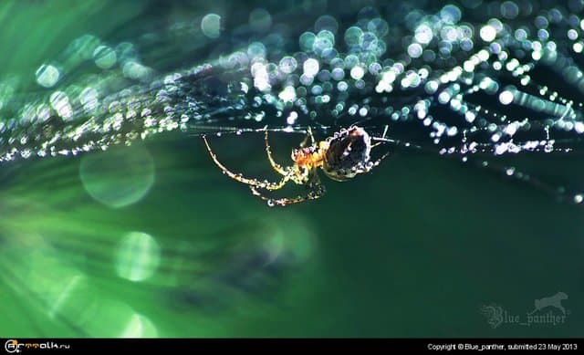 Изумрудный