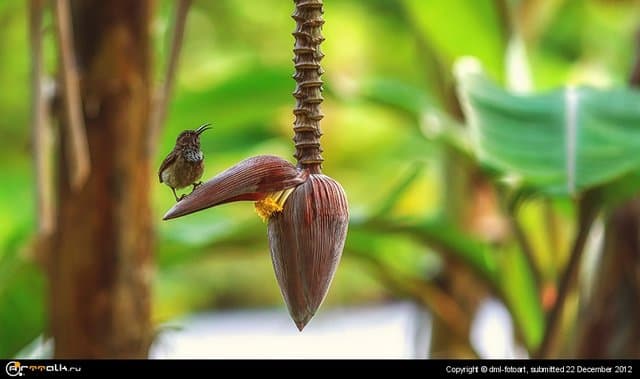 Bird On A Banana Flower