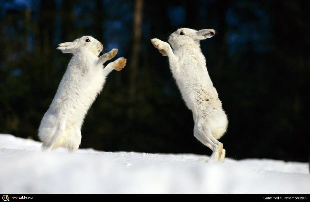 5a9823f208726_BoxingArcticHares.thumb.jpg.ae25478d543afbfd05a875f0b4074c4a.jpg