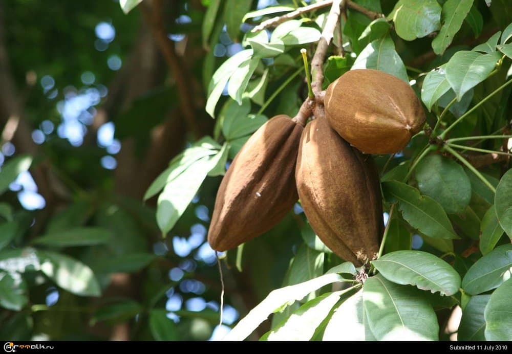 5a9826ff1766e_Theobroma20cacao_6.thumb.jpg.d334d744e281f80db9465ef3fa7bd83f.jpg