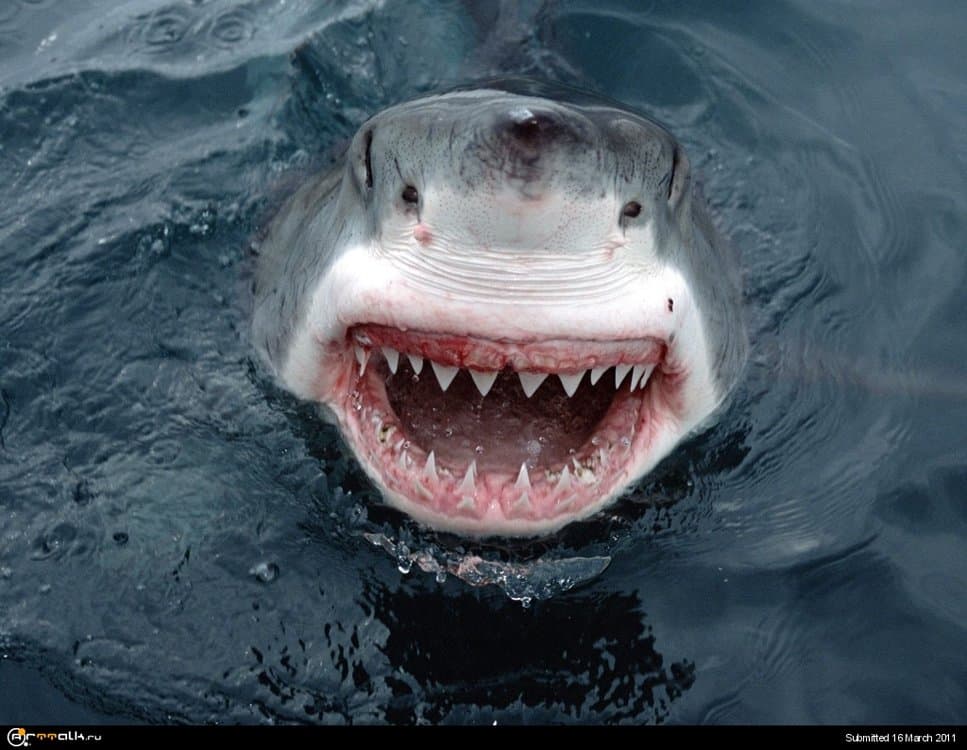5a982c2d7250d_3456-yipes!-bolshaya-belaya-akula-....thumb.jpg.c2f08f3a79f597c6fccdc57e0eb986fc.jpg