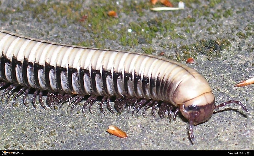 698-centipede.thumb.jpg.1f14c04b358d08e69332f2b799fea9a8.jpg