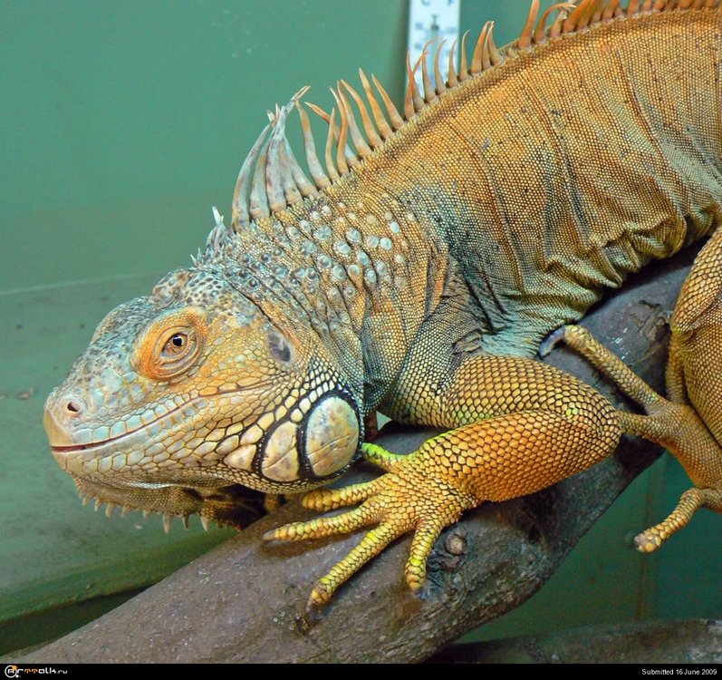 AmazonaReptile.thumb.jpg.44febc1a3f044e76a32a1bb7ae766511.jpg