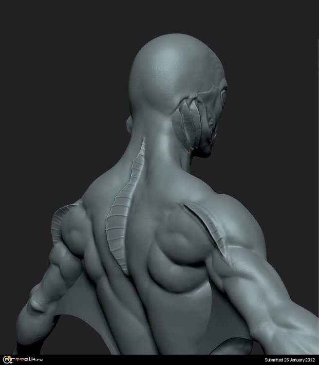 Amph_Torso.thumb.jpg.a4b3c32c27b45678c692e6cd03360d7b.jpg