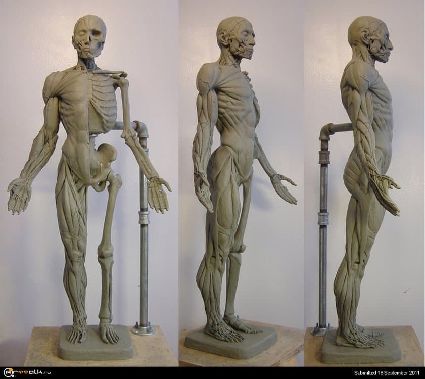 AnatomyModel_1.thumb.jpg.a76d8a9b064b5d345fa377c664927f89.jpg