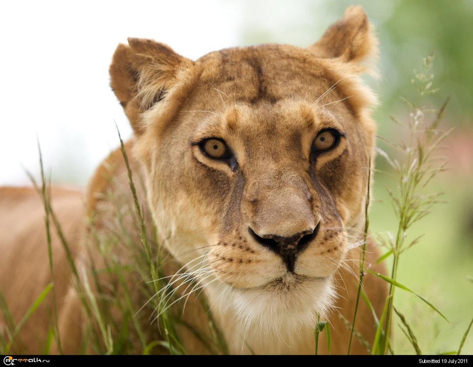 Animals_Beasts_Beautiful_Lioness_024409_.thumb.jpg.0d6c834008123ab510c86050c345b6ac.jpg