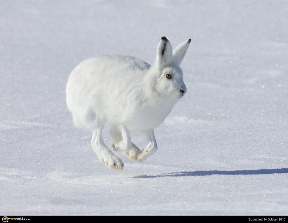 Animals_Beasts_Running_White_hare_022714_.thumb.jpg.d130f06ebd0cdd48fc9157dc235f4696.jpg