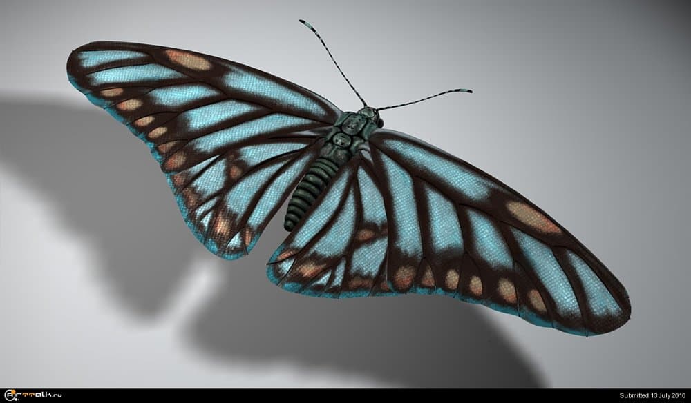 Butterfly_MC_2.thumb.jpg.0d9148d988cc82bc19f42bba39af2848.jpg