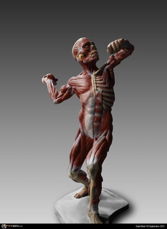 Ecorche_MaleAnatomy_colour01.thumb.jpg.2ffbb46deb747f9f3db4d2ec74a864c2.jpg