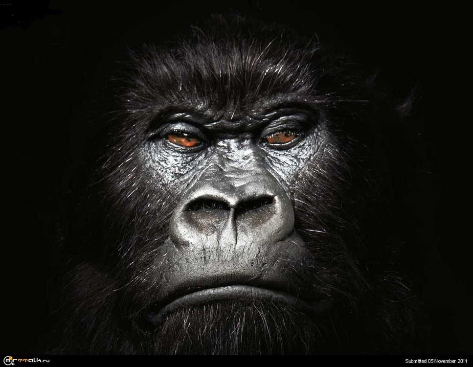 Gorilla_Wallpaper__yvt2.thumb.jpg.c70c1746922b8401deac910116e65b24.jpg