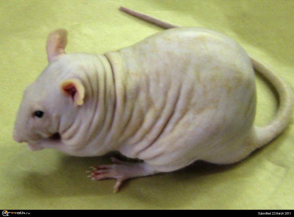 Hairless-Rat.thumb.jpg.0721f0d5cadf31655af096a26ff0f9c8.jpg