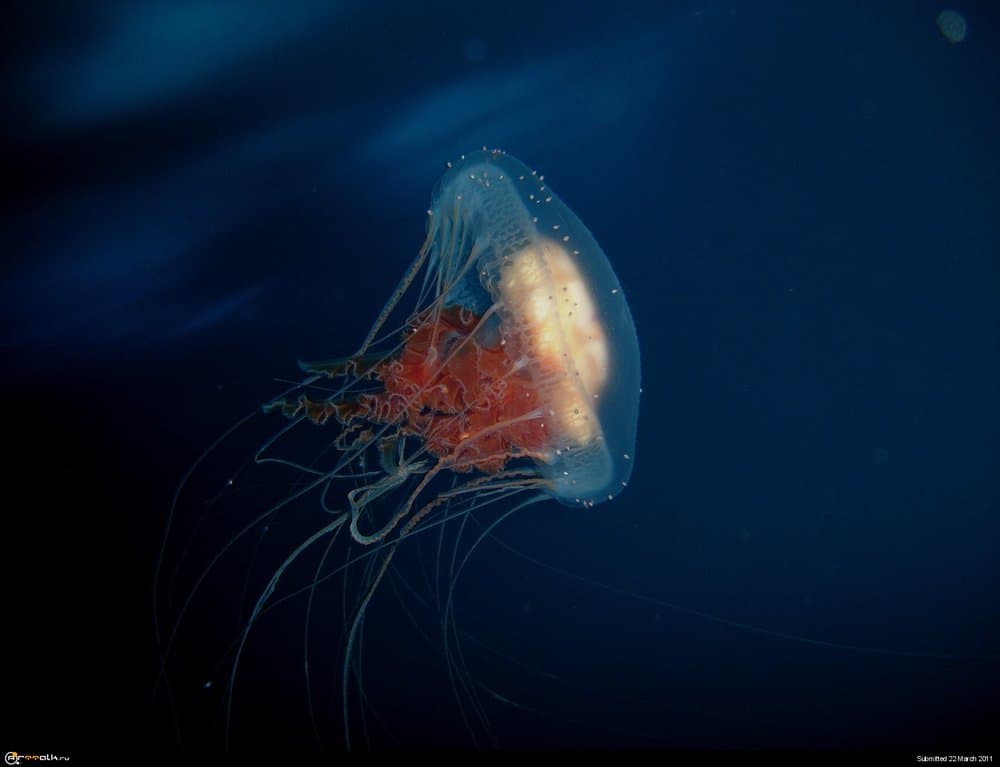 JELLYFISH.thumb.jpg.4b933bfa91eb1306d5df2ead4589f097.jpg