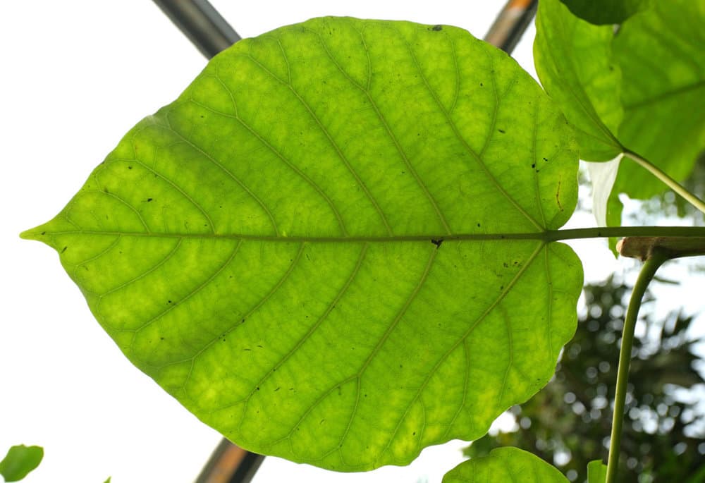 LeavesTropical0079_S.thumb.jpg.b0a8c3b1a45c281dd31fd3875c01e2e7.jpg