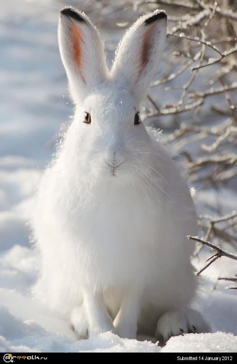 Lepus_timidus.thumb.jpg.150b1c4805942da9dfda57c2b805a046.jpg