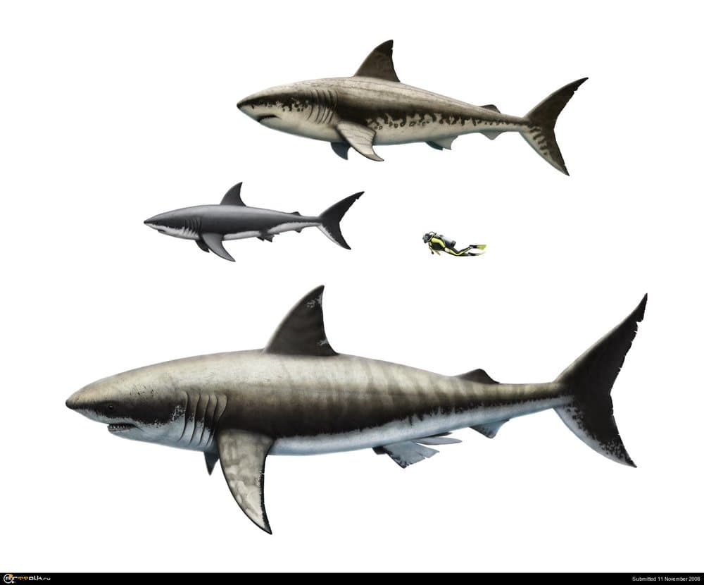 Sharks_comparison_small.thumb.jpg.75538110dd93406ac43fd3fe9aa6a91e.jpg