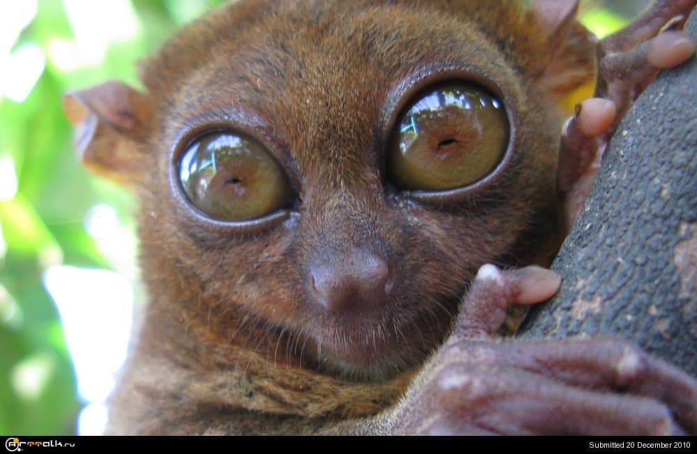 Tarsier.thumb.jpg.cf7f5a2cd694a075fb5e2b9c480b46bd.jpg