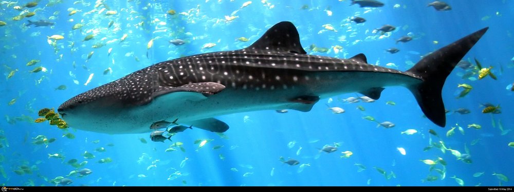 Whale-shark-enhanced.thumb.jpg.fbe5079378a2158414d5067889f05ced.jpg