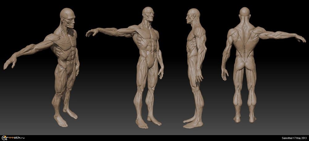 anatomy_zbrush_by_mojette-d50ij86.thumb.jpg.9e69d57a73b4dbd256a7222d69abda3f.jpg