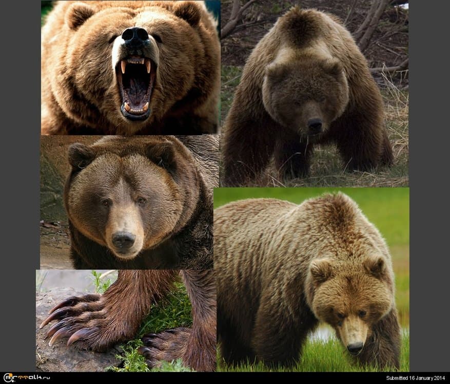 bear-01.thumb.jpg.dfe1b6aa85fa693ffc52cbc455b3f9e1.jpg