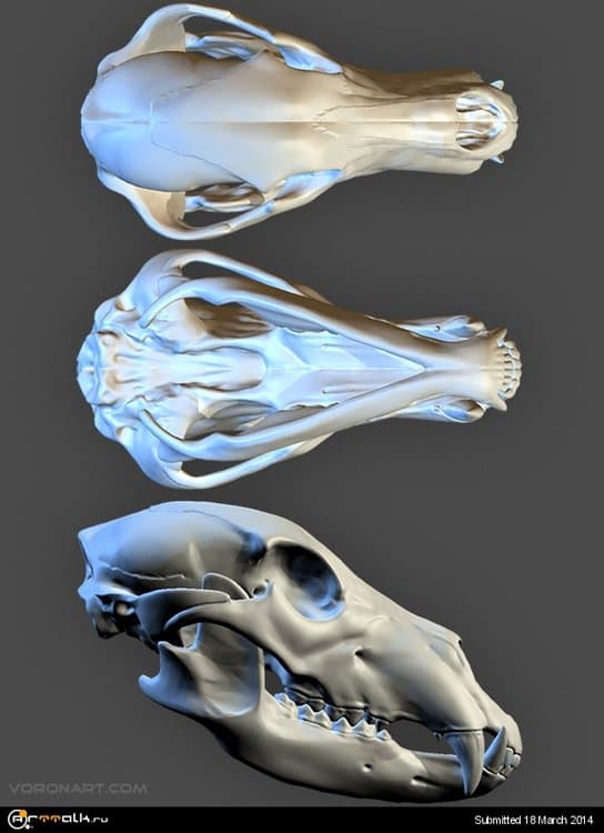 bear-skull-01.thumb.jpg.657b9f71722b0c45bb451461bac56246.jpg