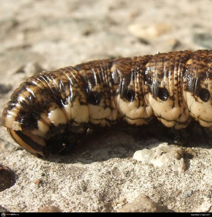 caterpillar_02.thumb.jpg.d0a3ab4bda5df3d87e2914bc56cf2945.jpg