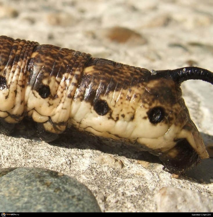 caterpillar_03.thumb.jpg.d0e61d2feae1669b0c50ba16e8eb7c1f.jpg