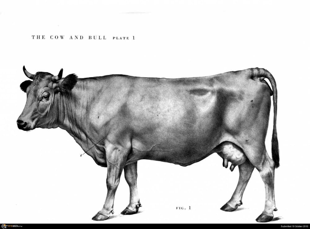 cow001.thumb.jpg.2d1b734f4b102d994e0b6be3eeda3380.jpg