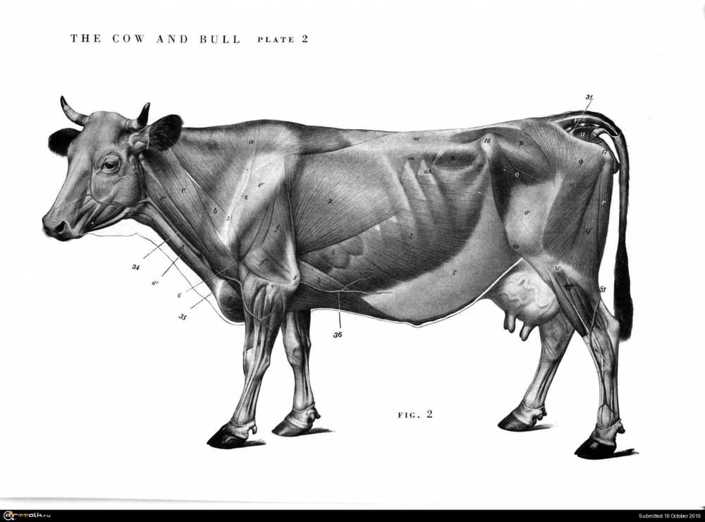cow002.thumb.jpg.741cf007d85614dc7289e0dc5e6fd151.jpg