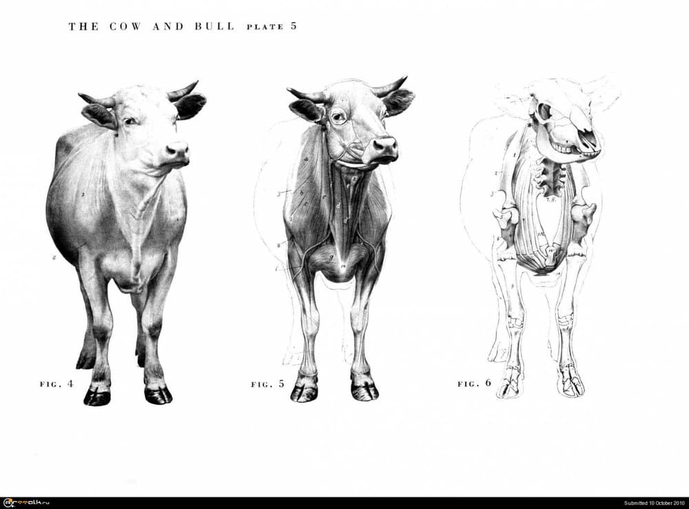 cow005.thumb.jpg.63db714872f18515251ca00e875aea9c.jpg